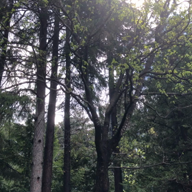 朝イチご祈祷〜北海道神宮の画像