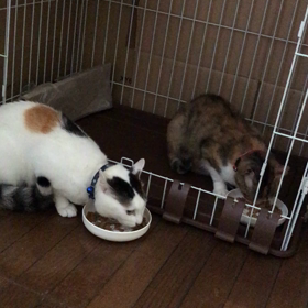 華音と三咲の画像