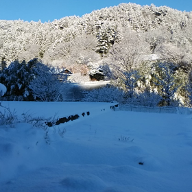 今年は❄降る・ふるの画像