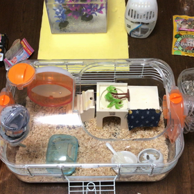 パール帰るの画像