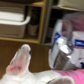 虎太郎と小梅と桃　　おしゃべり桃の画像