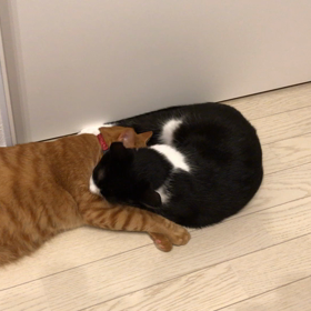 妹だけど…の画像