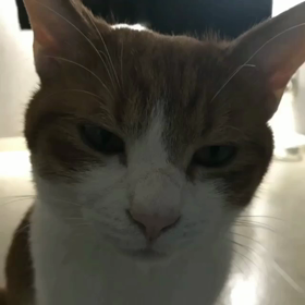 こんばんみぃの画像