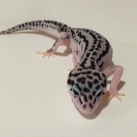 うちで生まれたスーパースノー♡の画像