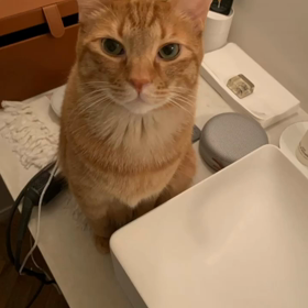 Shima散歩Tokyo愛おしき世界のネコちゃんセレクションの画像