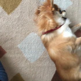 なでなでして！の画像