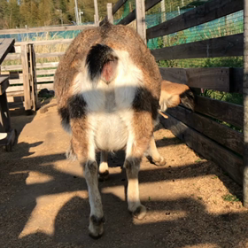 出産予定日まであと３日❤︎の画像