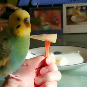 食べ散らかされたりんご(動画あり)の画像