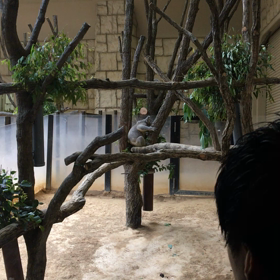 コアラの食事の画像