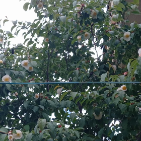 ヤマメ・タラの芽をいただきました。の画像