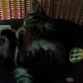 暴れん坊なここちゃんの画像