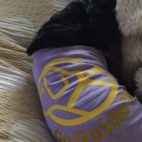 今朝のはなさんの画像