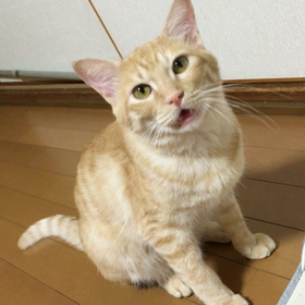 ちゃろの要求の画像