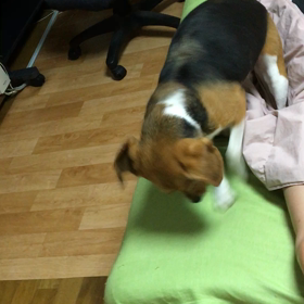 シャンプーあとの画像