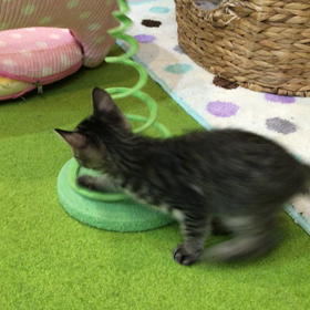 オモチャの画像