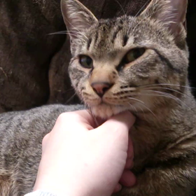 おこたでごきげんジャキ太の画像