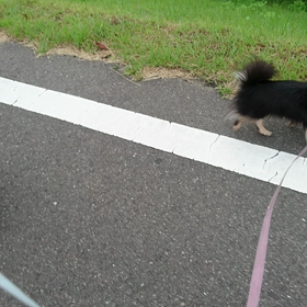 デッドヒートの画像