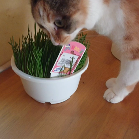 ゆっくり食べてねの画像