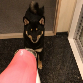 黒い新幹線の画像