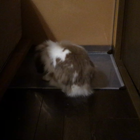 何がそこまでの画像