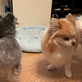 攻撃されるまめ太の画像