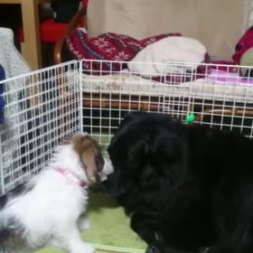 老犬と仔犬の画像