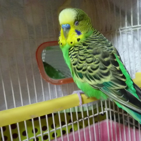 眠いよ ぴーちゃんの画像