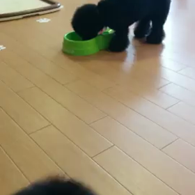 帰ってきたベルモカ♥︎の画像