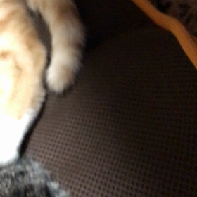 喜助の寝姿(๑¯꒳¯๑)たまらにゃい♡の画像