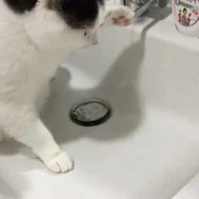 ミルク…毎朝の日課の画像