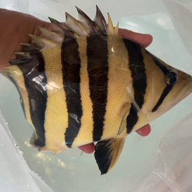 極美ダトニオ発送ラッシュ！の画像