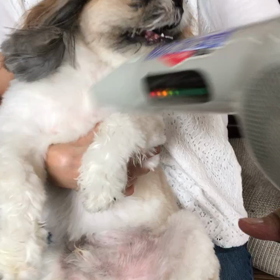 でっかいシーズー ドラ嫌〜〜の画像