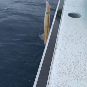 5点掛け！の画像