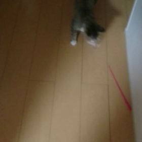 お気に入りのおもちゃの画像