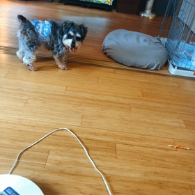 少しだけ慣れたよの画像