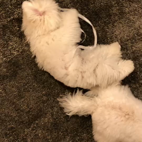 紐が気になるそうです笑〜☆の画像