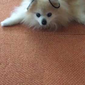 コロ娘がの画像