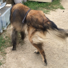 イタタですの画像