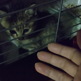 親バカでの画像