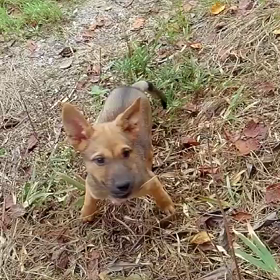 くろっぽいの画像