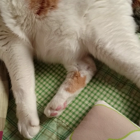 らんちゃんの画像