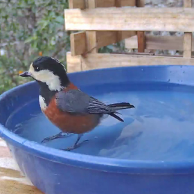 すぎぴたんの事件簿シーズン3　206話（再び、激しい水浴びヤマガラ）の画像