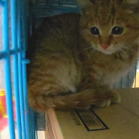 にゃんこ保護の記録(病院・帰宅編)の画像