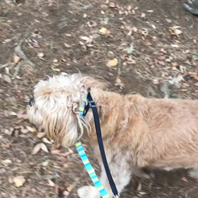 ♪お散歩動画♪代々木公園♪の画像