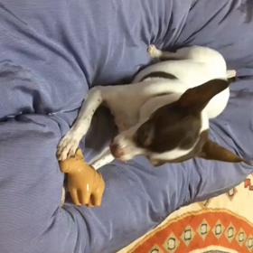 ピッピッピーの画像