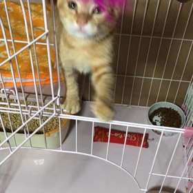 里親募集中のタルトくんの画像