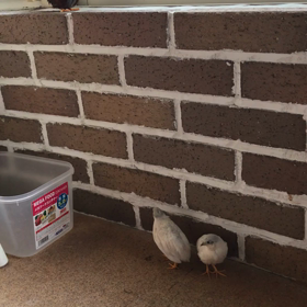 43日目 呼び鳴きの画像