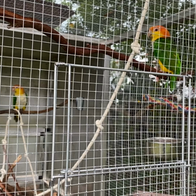 大絶叫！隣のシロハラインコの画像