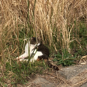 三食プリン！の画像
