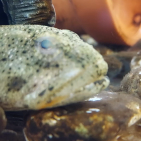 退屈で退屈で と言ってるんでしょうかね？の画像